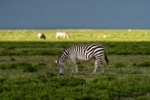 best time to visit serengeti